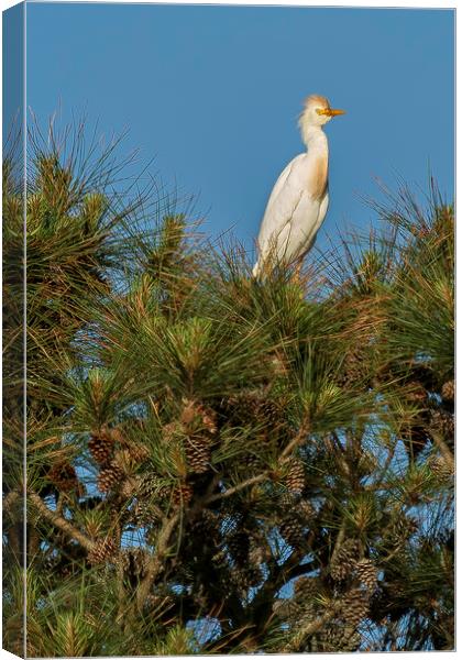 Cattle Egret Perched on Tree Canvas Print by Belinda Greb