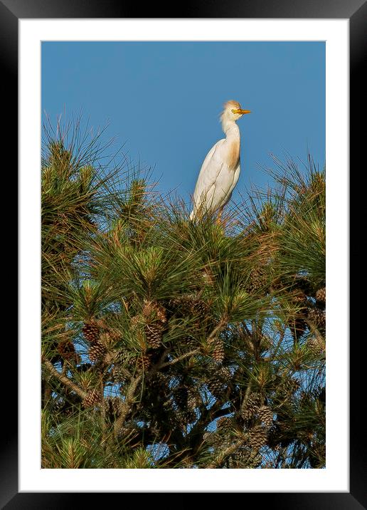 Cattle Egret Perched on Tree Framed Mounted Print by Belinda Greb