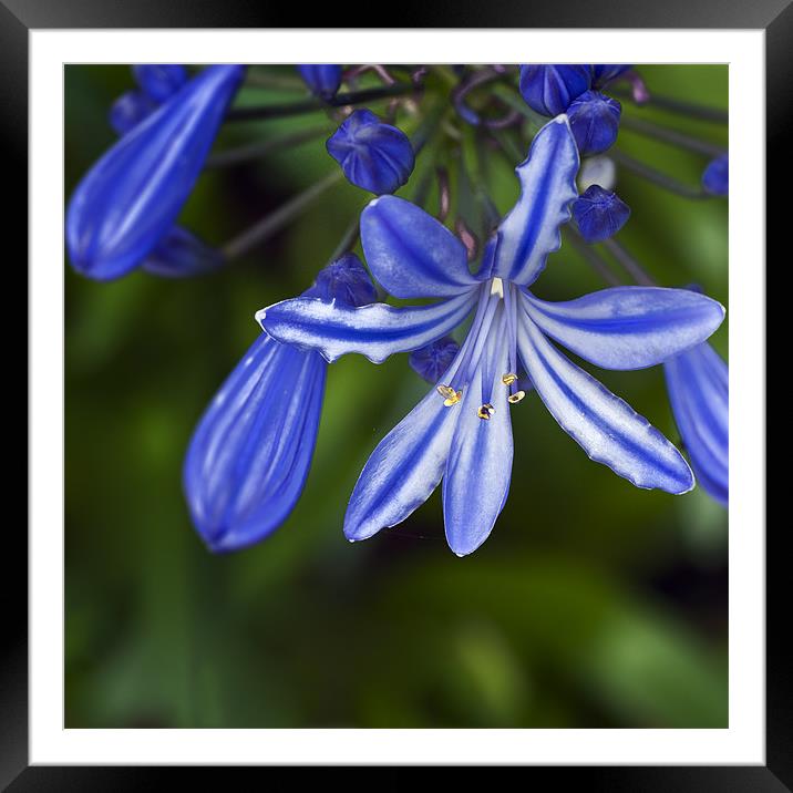 Blue Agapanthus - square Framed Mounted Print by Stephen Mole