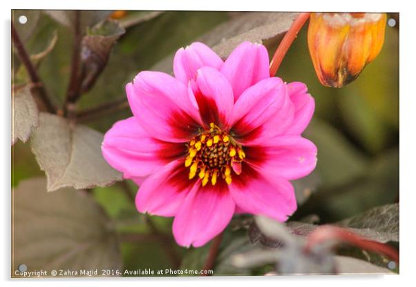 Fuchsia Pink in Summer Acrylic by Zahra Majid