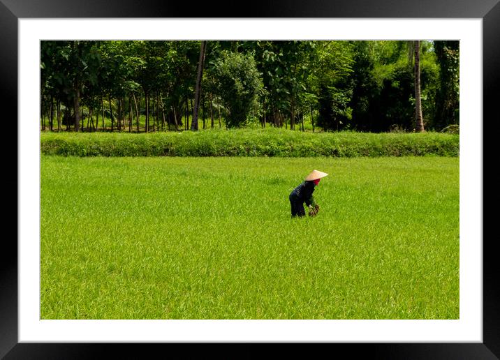 Rice fields of  Northern Thailand Framed Mounted Print by Annette Johnson