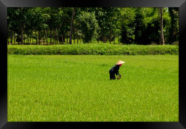 Rice fields of  Northern Thailand Framed Print by Annette Johnson