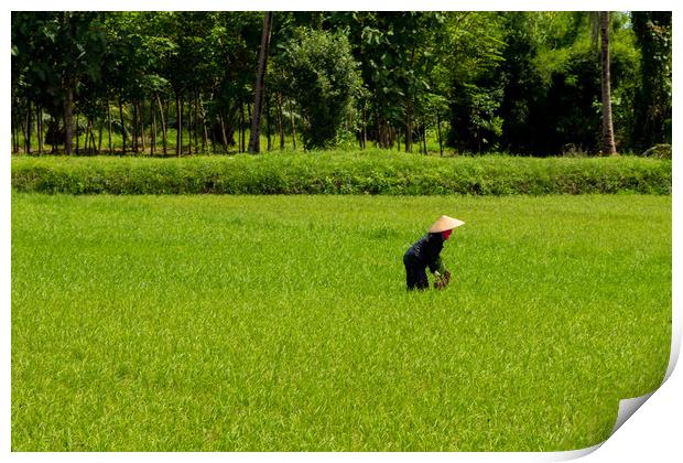 Rice fields of  Northern Thailand Print by Annette Johnson