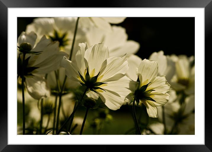 White Cosmos Framed Mounted Print by Jacqi Elmslie