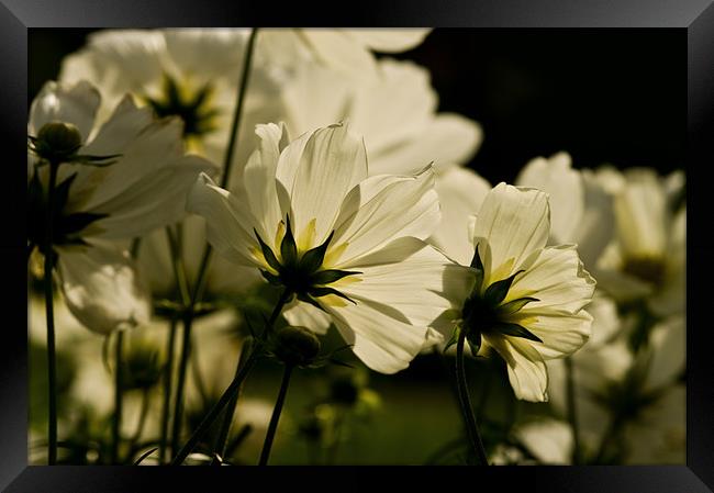 White Cosmos Framed Print by Jacqi Elmslie