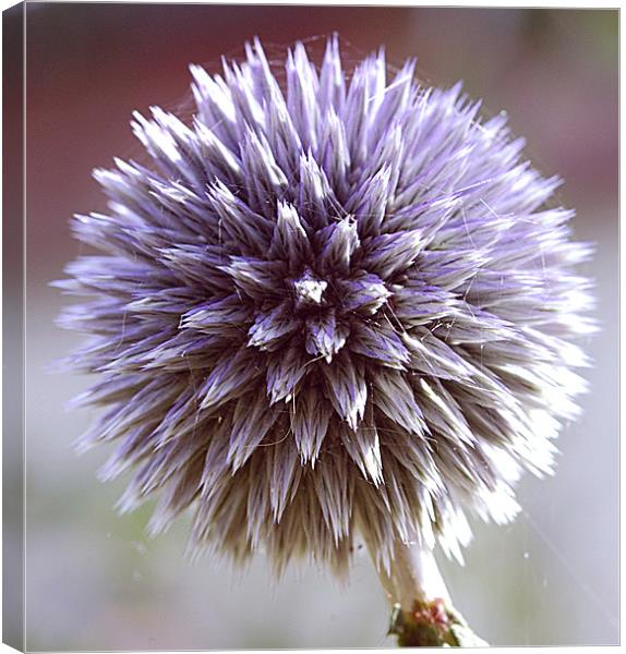 Echinops Canvas Print by Mike Herber
