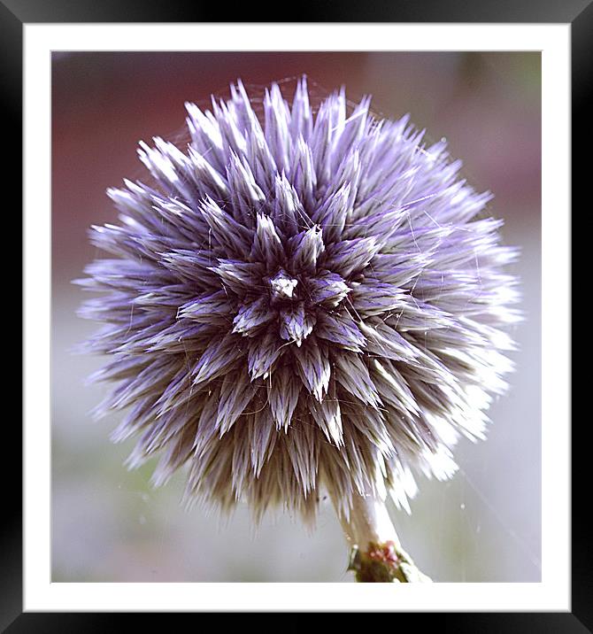 Echinops Framed Mounted Print by Mike Herber