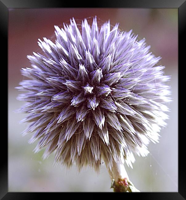 Echinops Framed Print by Mike Herber
