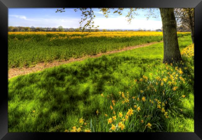 Daffodil Meadow Framed Print by David Pyatt