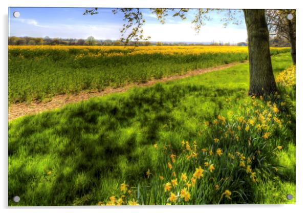 Daffodil Meadow Acrylic by David Pyatt