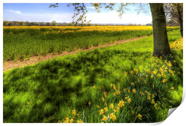 Daffodil Meadow Print by David Pyatt