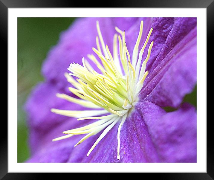 Clematis Framed Mounted Print by Mike Herber