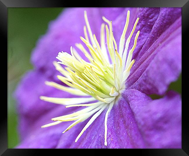 Clematis Framed Print by Mike Herber