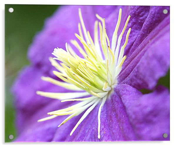 Clematis Acrylic by Mike Herber