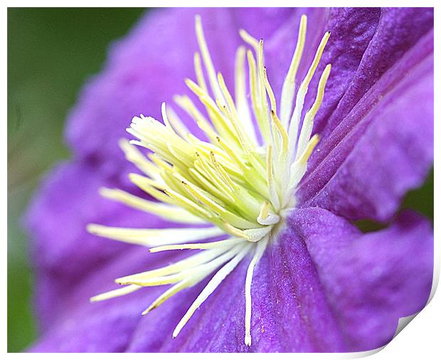 Clematis Print by Mike Herber