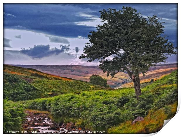"THE COLOURS OF THE MOORS" Print by ROS RIDLEY