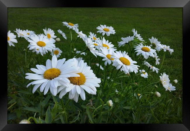 white daisies Framed Print by Marinela Feier
