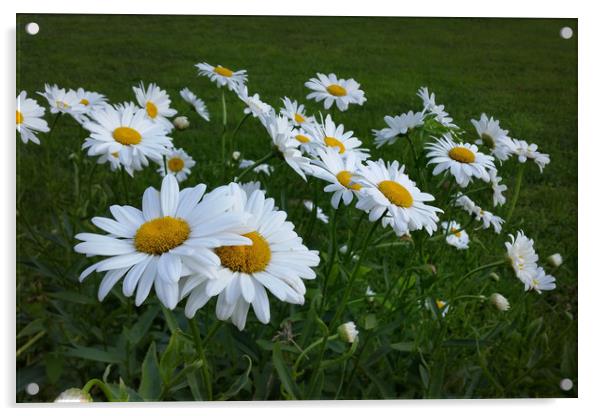white daisies Acrylic by Marinela Feier