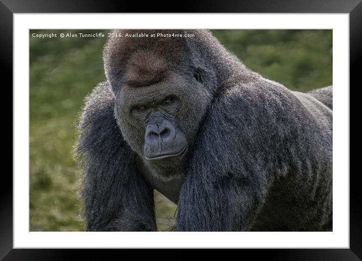 Silverback gorilla Framed Mounted Print by Alan Tunnicliffe