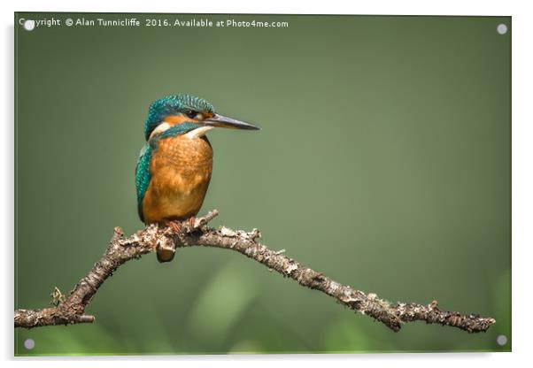 Kingfisher Acrylic by Alan Tunnicliffe