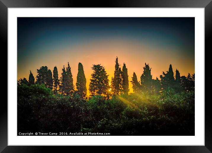 Sun-Kissed Forest Framed Mounted Print by Trevor Camp