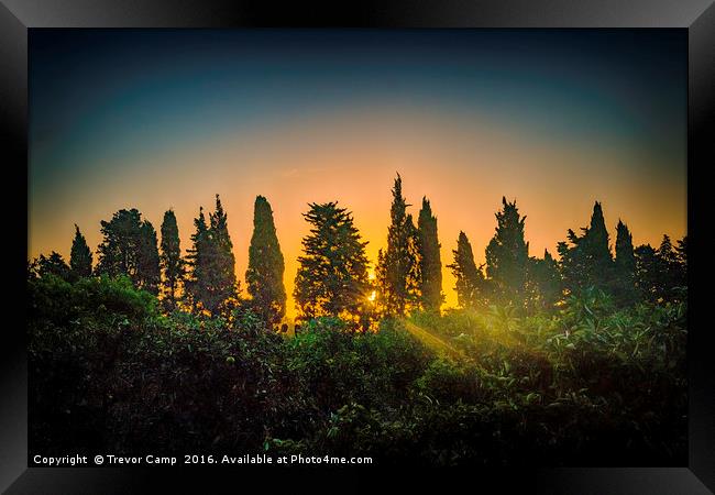 Sun-Kissed Forest Framed Print by Trevor Camp