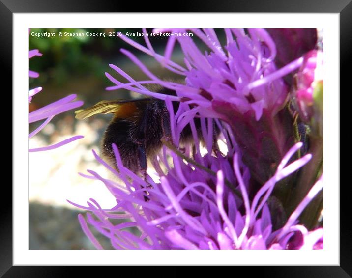 Bumble Bee on Liatris Flower Framed Mounted Print by Stephen Cocking