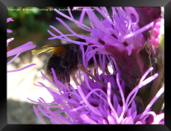 Bumble Bee on Liatris Flower Framed Print by Stephen Cocking