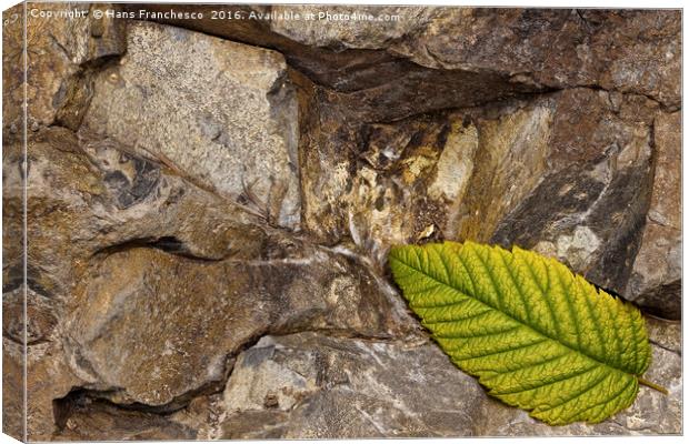 The leaf Canvas Print by Hans Franchesco