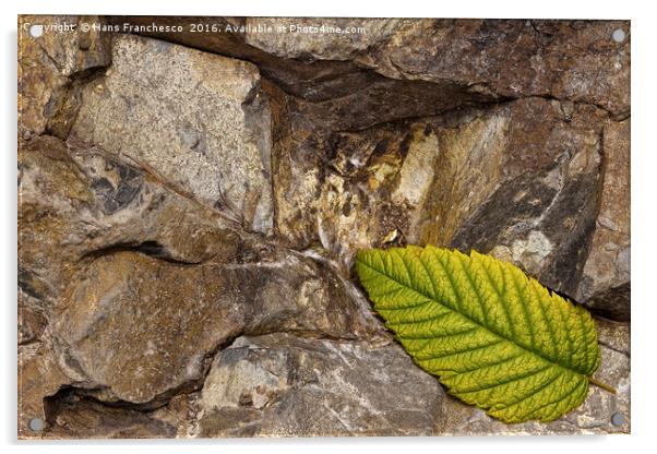 The leaf Acrylic by Hans Franchesco