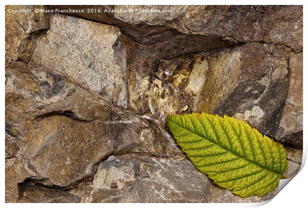 The leaf Print by Hans Franchesco