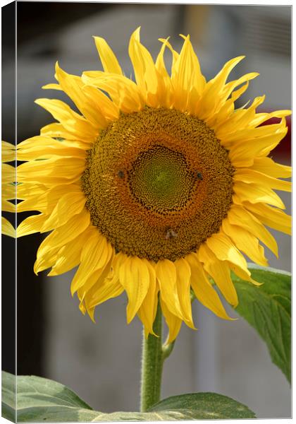 Bees at work on the sunflower Canvas Print by Adrian Bud