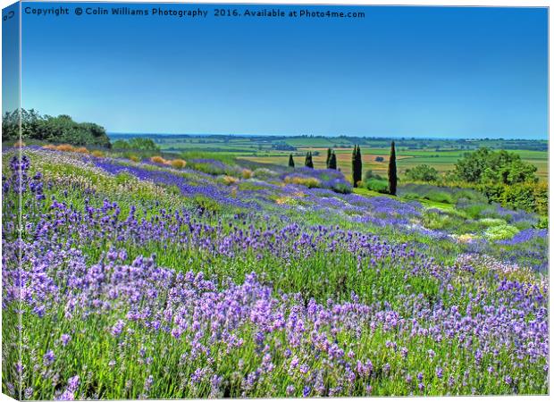 Yorkshire Lavender Canvas Print by Colin Williams Photography