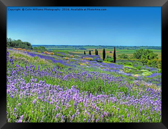 Yorkshire Lavender Framed Print by Colin Williams Photography