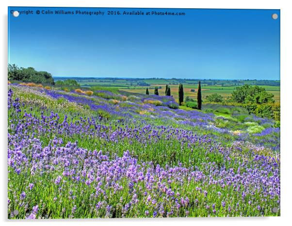Yorkshire Lavender Acrylic by Colin Williams Photography