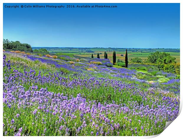 Yorkshire Lavender Print by Colin Williams Photography