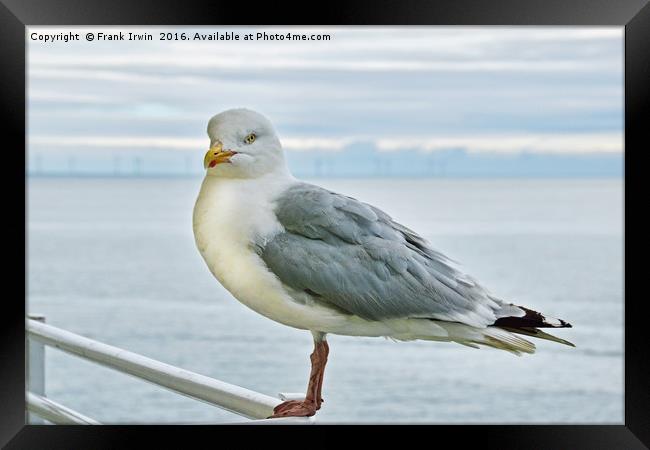 Seagull on high, posing for the camera Framed Print by Frank Irwin