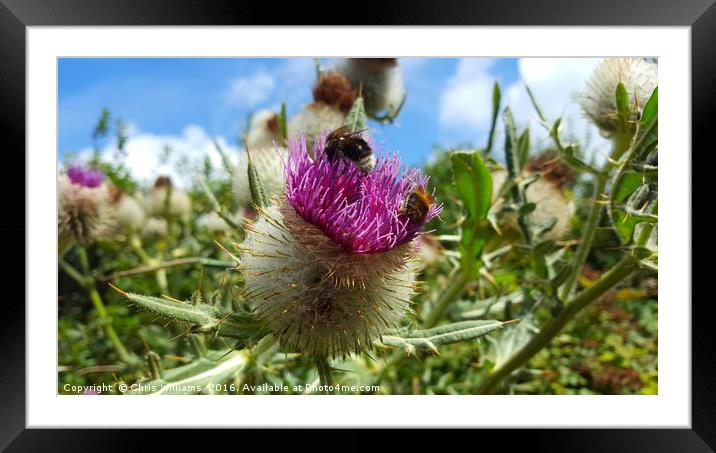 The Thistle Framed Mounted Print by Chris Williams