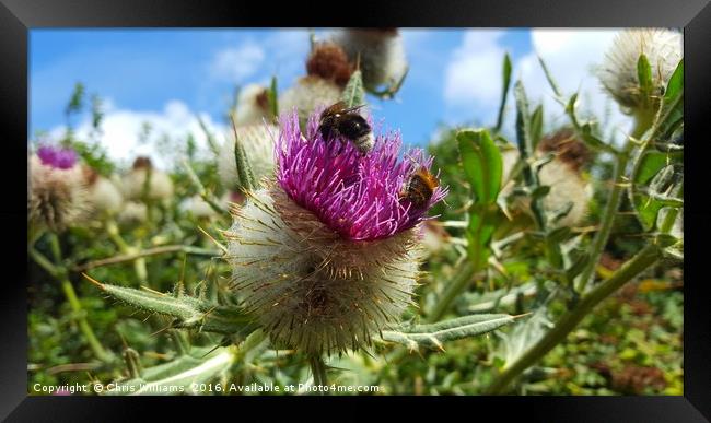 The Thistle Framed Print by Chris Williams
