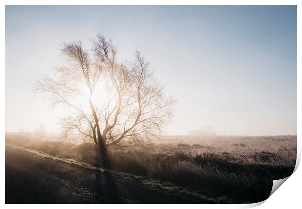 Sunrise behind a frozen tree on Beeley Moor. Derby Print by Liam Grant