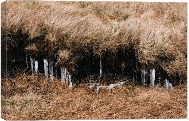 Frozen icicles among the peat and moorland grass.  Canvas Print by Liam Grant