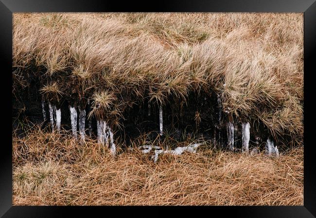 Frozen icicles among the peat and moorland grass.  Framed Print by Liam Grant