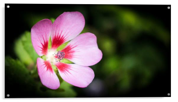 Pretty Pink Wild Flower Acrylic by Stewart Nicolaou