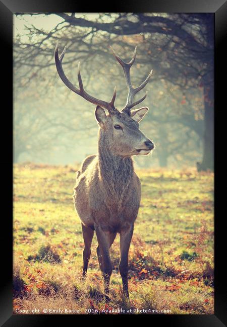 Richmond Park Deer  Framed Print by Emily Barker