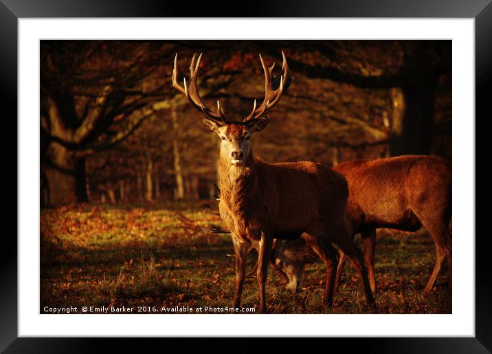 Richmond Park Deer Framed Mounted Print by Emily Barker