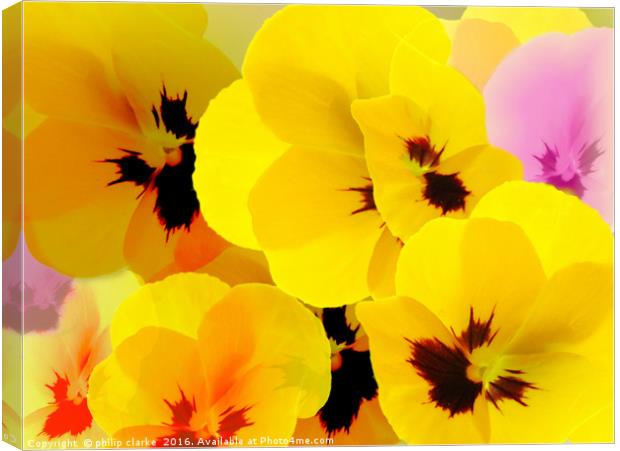 Flower mix, Viola-Pansies Canvas Print by philip clarke