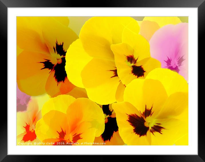 Flower mix, Viola-Pansies Framed Mounted Print by philip clarke