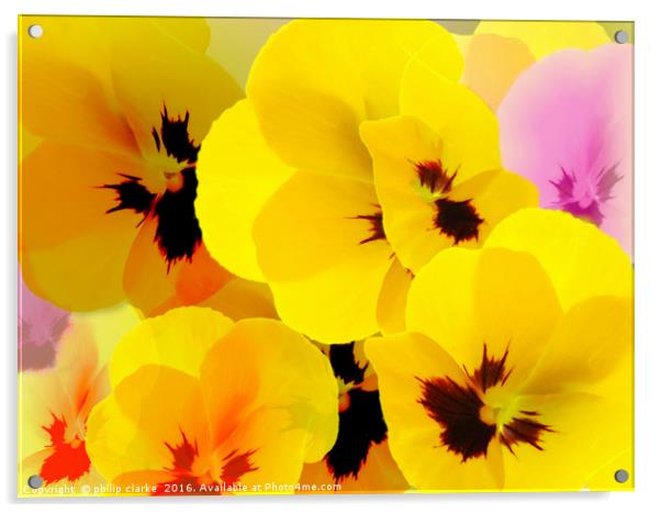 Flower mix, Viola-Pansies Acrylic by philip clarke