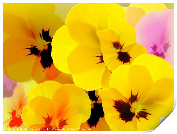 Flower mix, Viola-Pansies Print by philip clarke