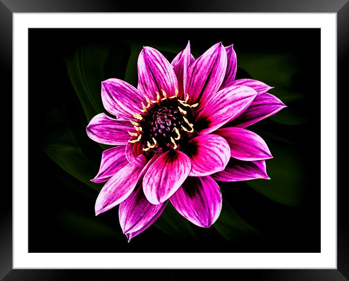 Dahlia Fascination Framed Mounted Print by Jonathan Thirkell